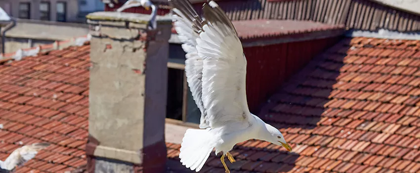 Residential Chimney Animal Removal Solution in Sanger, CA